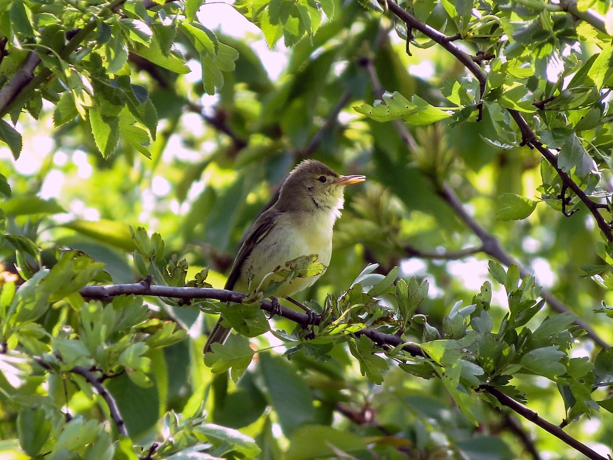 Melodious Warbler - Станислав Гр.