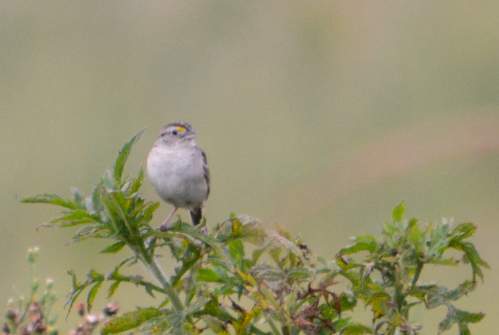 Grassland Sparrow - João Gava Just
