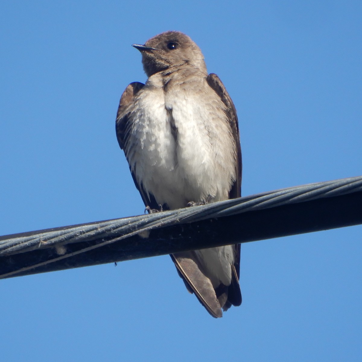 Northern Rough-winged Swallow - ML229363101