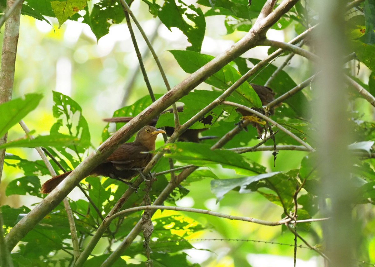 Papuan Babbler - ML229365071