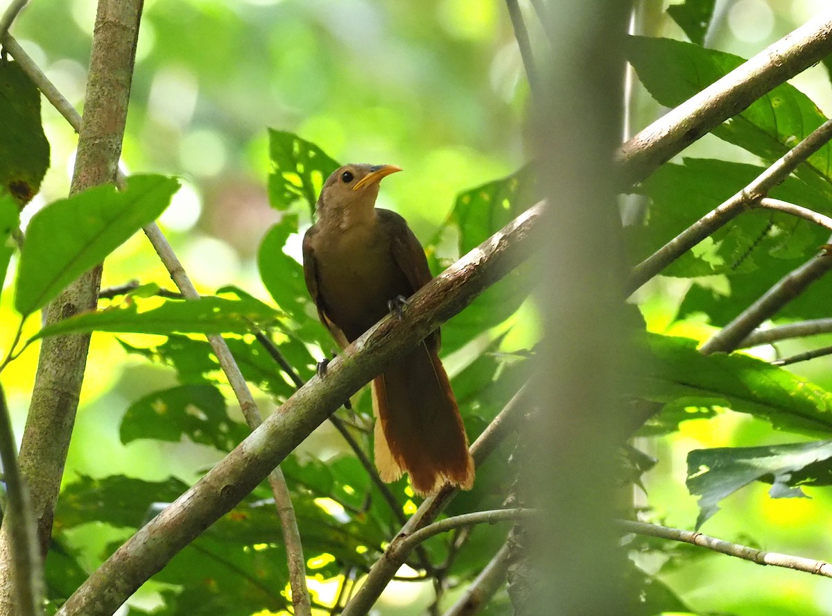 Papuan Babbler - ML229365591