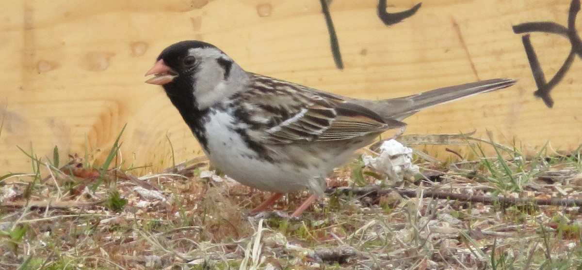 Harris's Sparrow - ML229366931