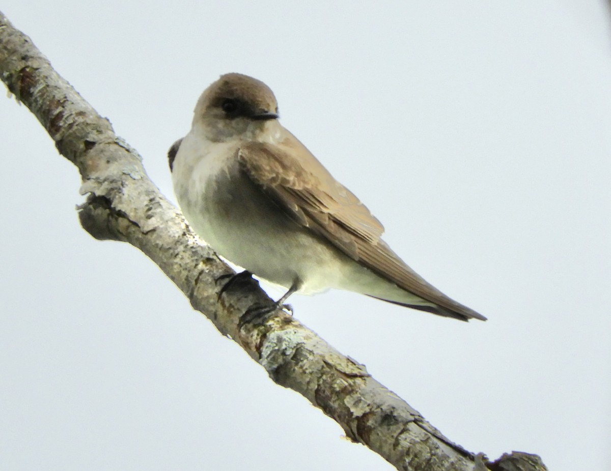 Northern Rough-winged Swallow - Eunice Thein