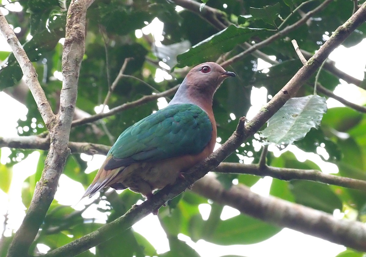 Purple-tailed Imperial-Pigeon - ML229370491