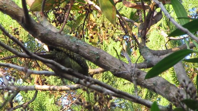 Green-barred Woodpecker (Green-barred) - ML229373641
