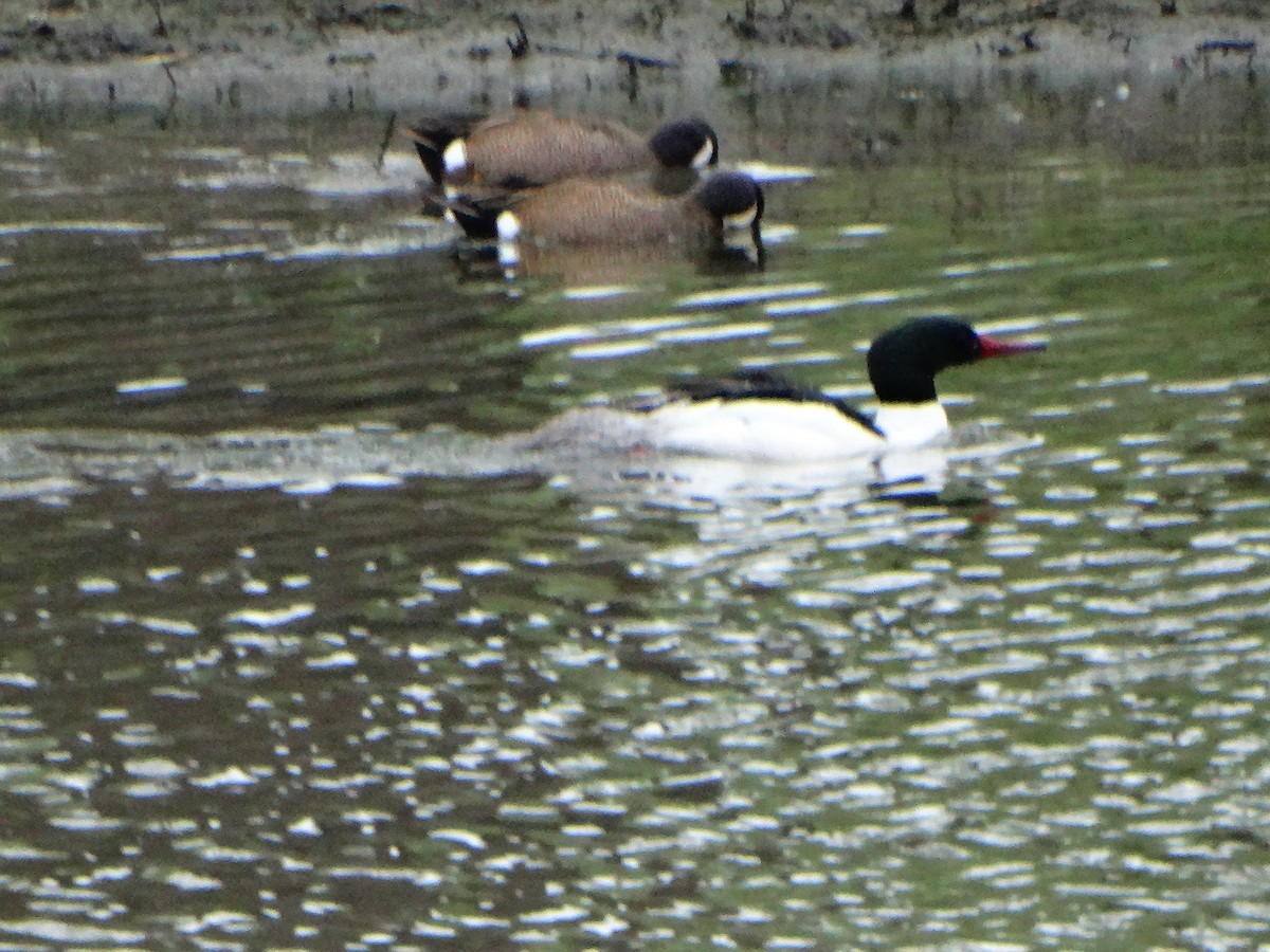 eBird Checklist 29 Apr 2020 Eagle Bluffs CA 52 species (+1 other taxa)