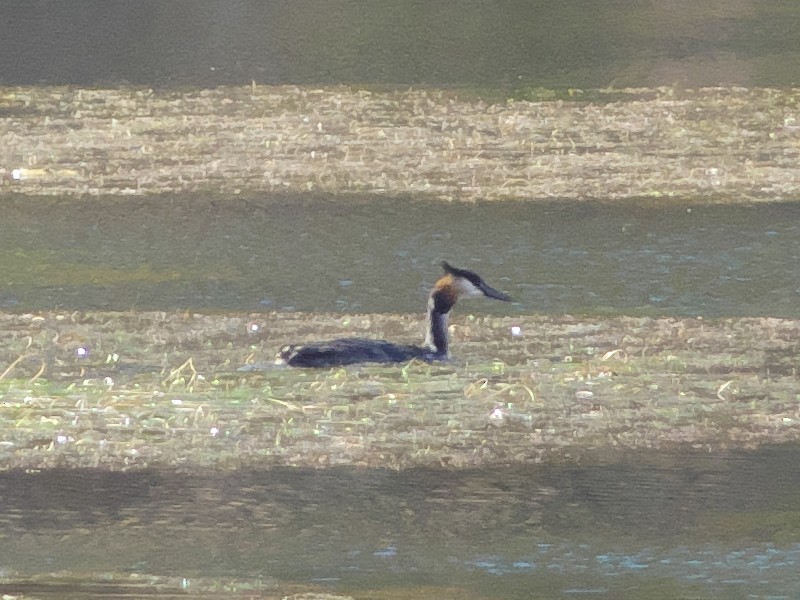 Great Crested Grebe - ML229376911