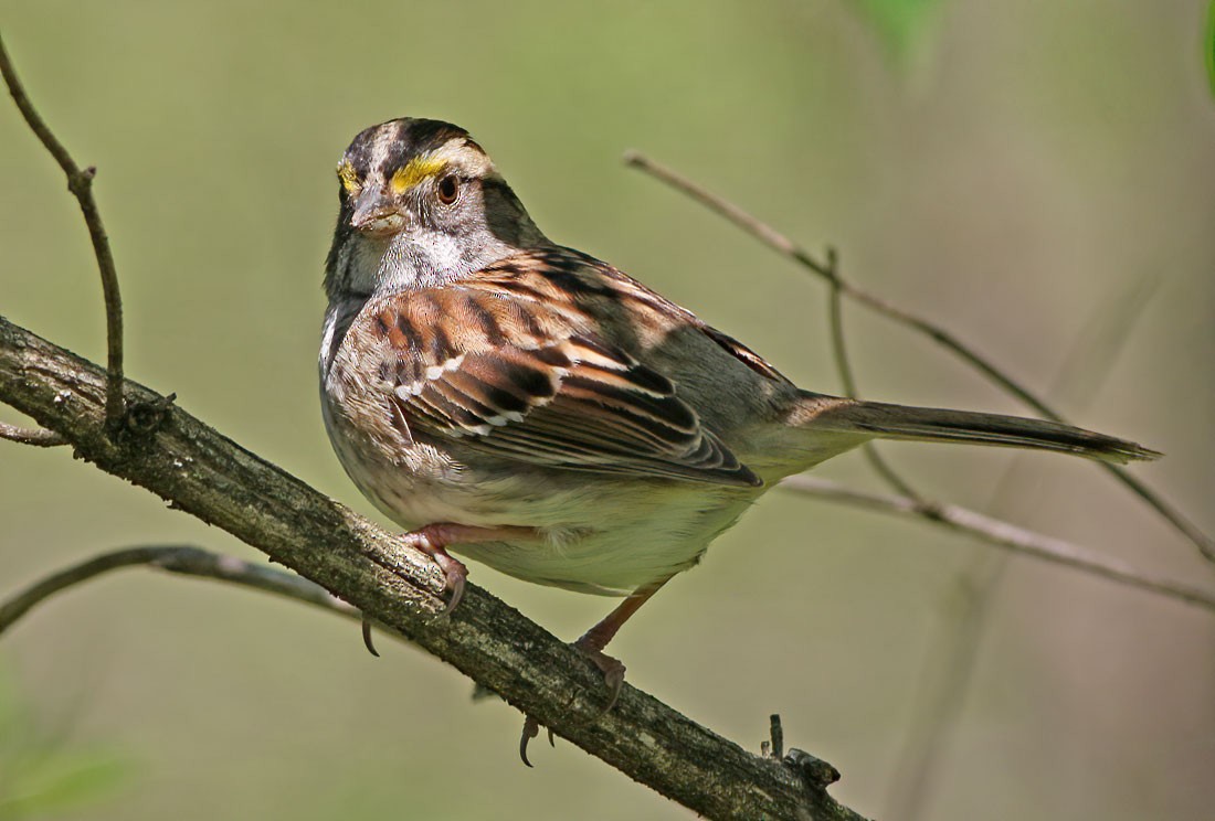 White-throated Sparrow - ML229378091