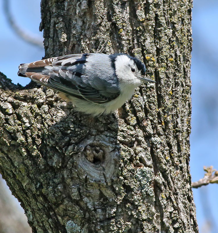 White-breasted Nuthatch - ML229378491