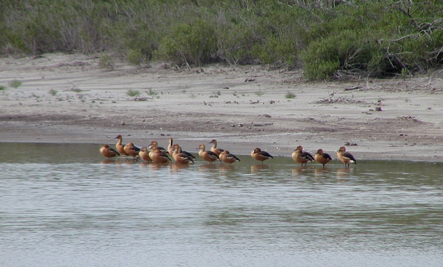 Fulvous Whistling-Duck - ML229383451