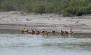 Fulvous Whistling-Duck, ML229383451