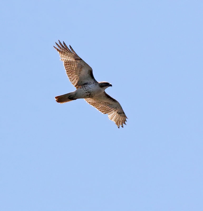 Red-tailed Hawk (borealis) - ML229385591