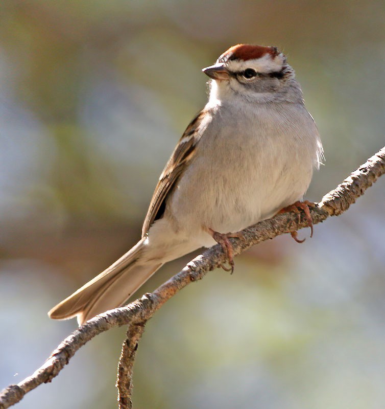 Chipping Sparrow - ML229385691