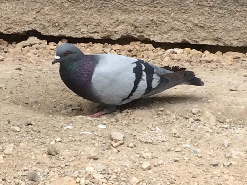 Rock Pigeon (Feral Pigeon) - Yolanda Aurora Huaman Palomino