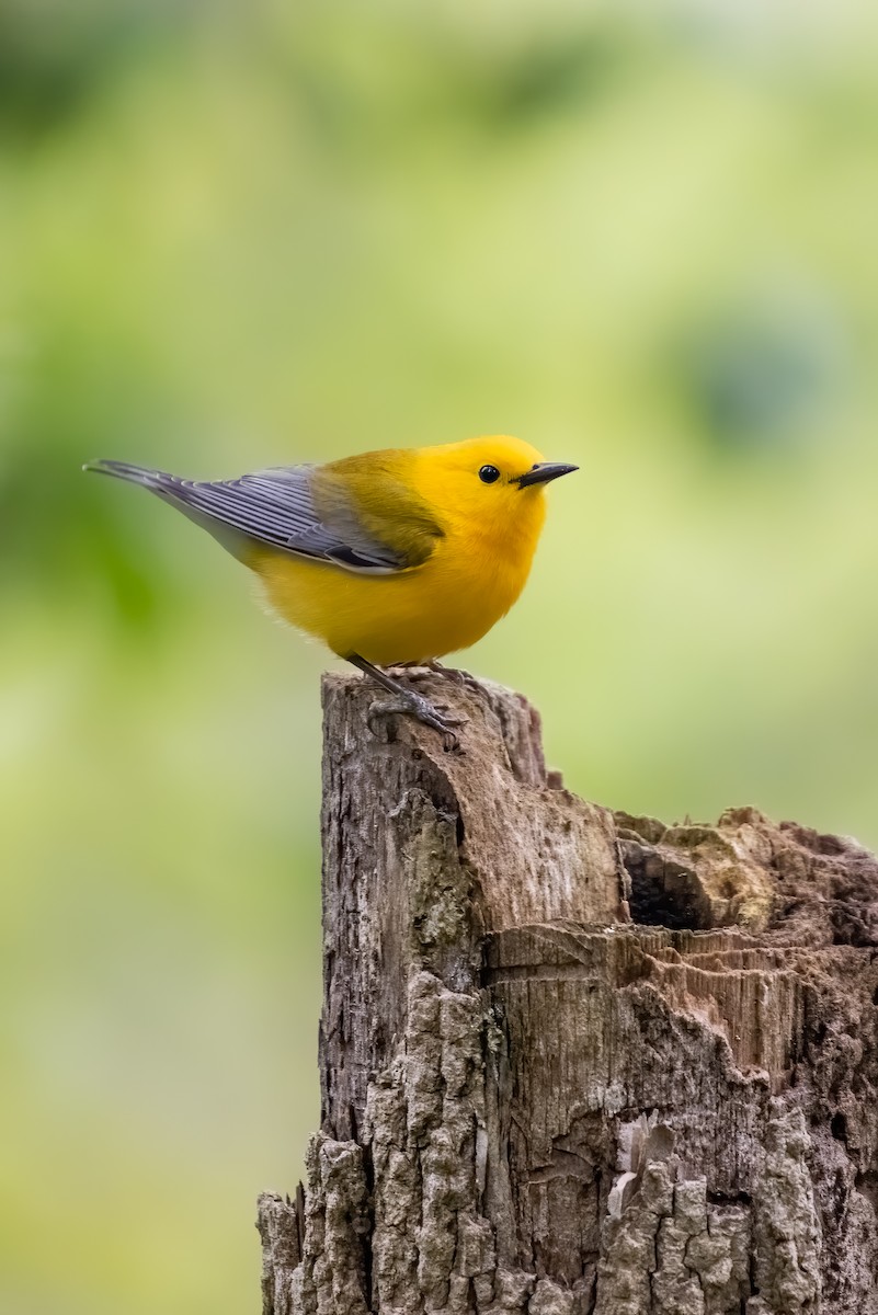 Prothonotary Warbler - ML229393241