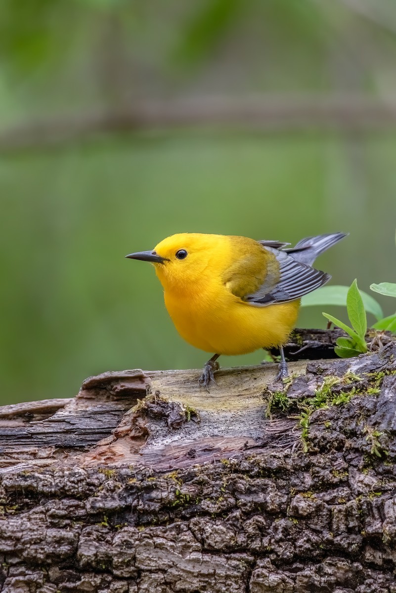 Prothonotary Warbler - ML229393311
