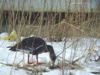 Greater White-fronted Goose, ML22939641
