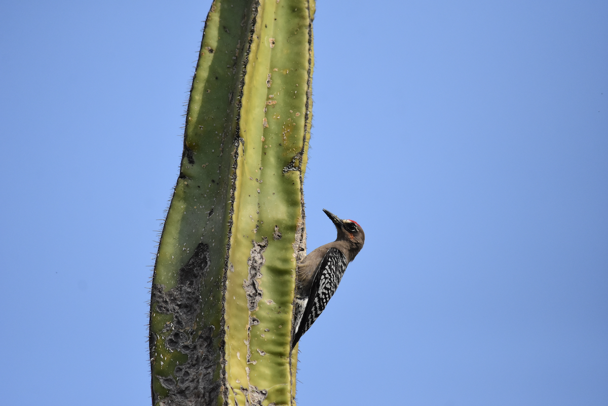 Gray-breasted Woodpecker - ML229397861