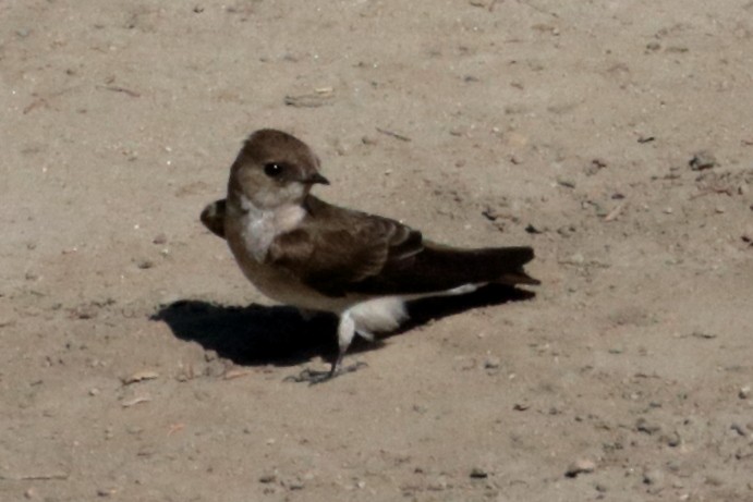 Northern Rough-winged Swallow - ML229399751