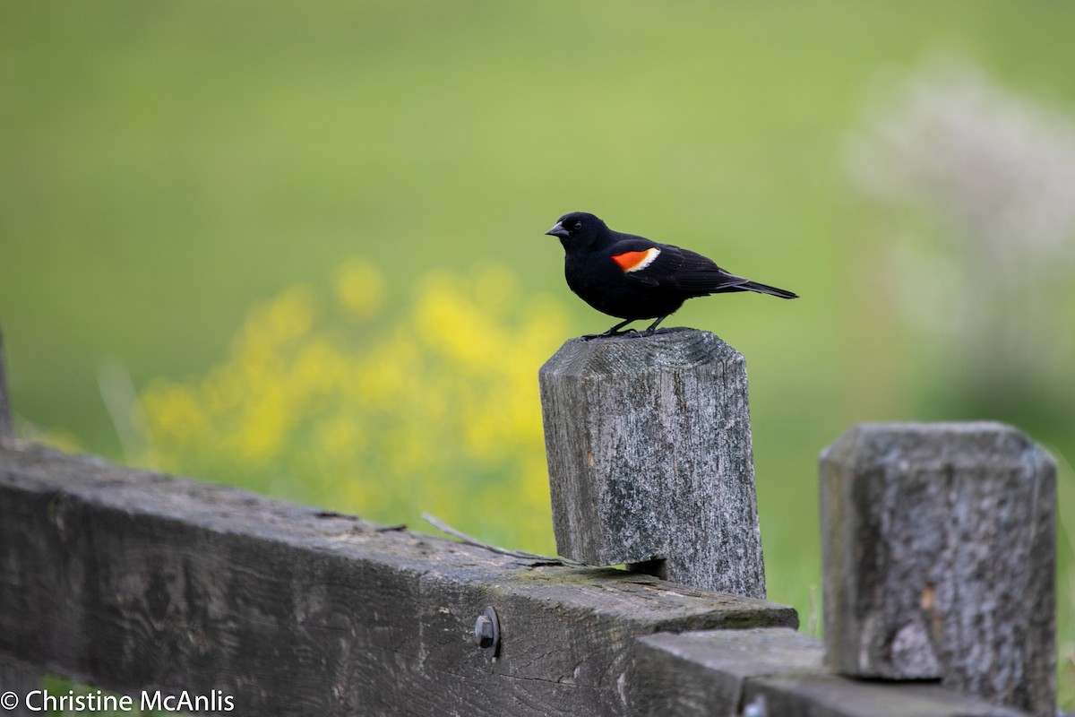 Red-winged Blackbird - Christine McAnlis