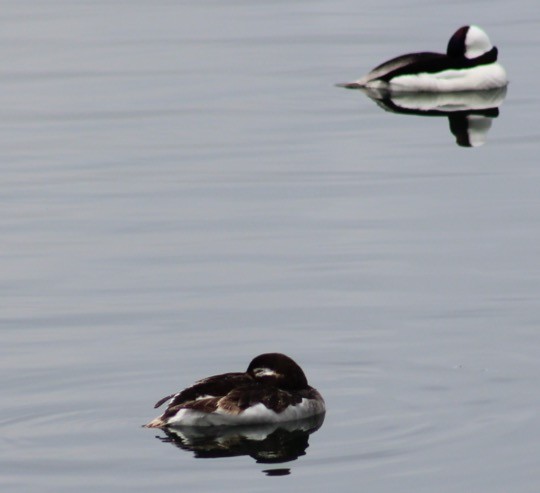 Long-tailed Duck - ML229407011