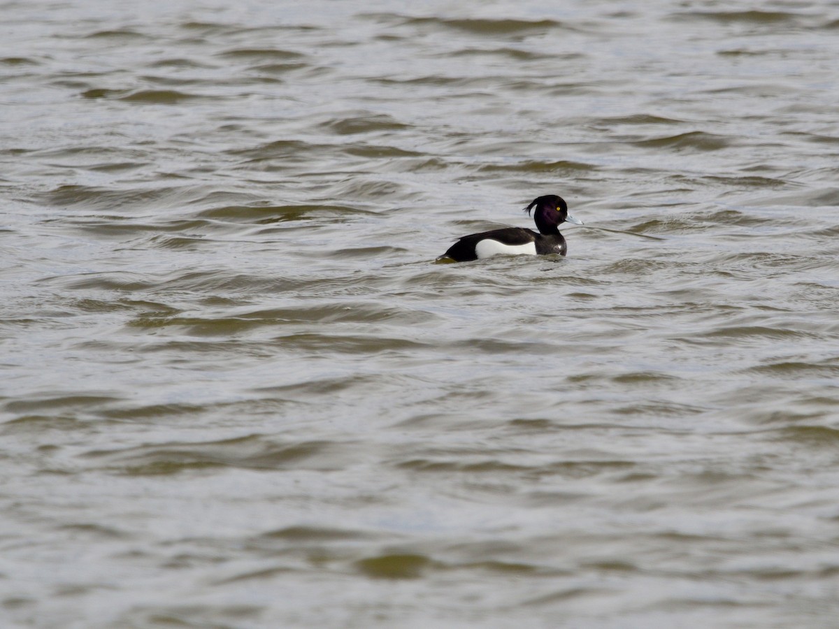 Tufted Duck - ML229409841