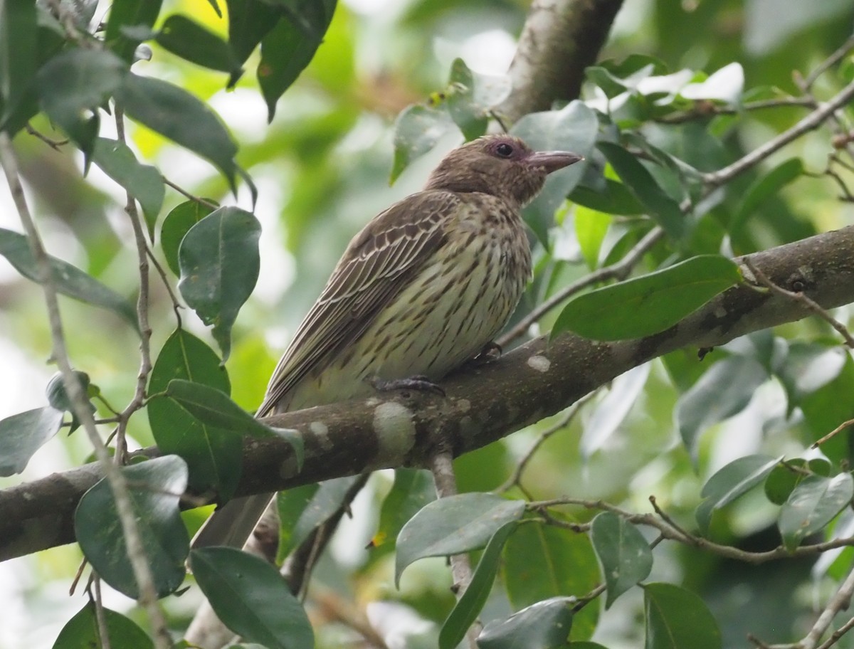 Australasian Figbird - ML229413051