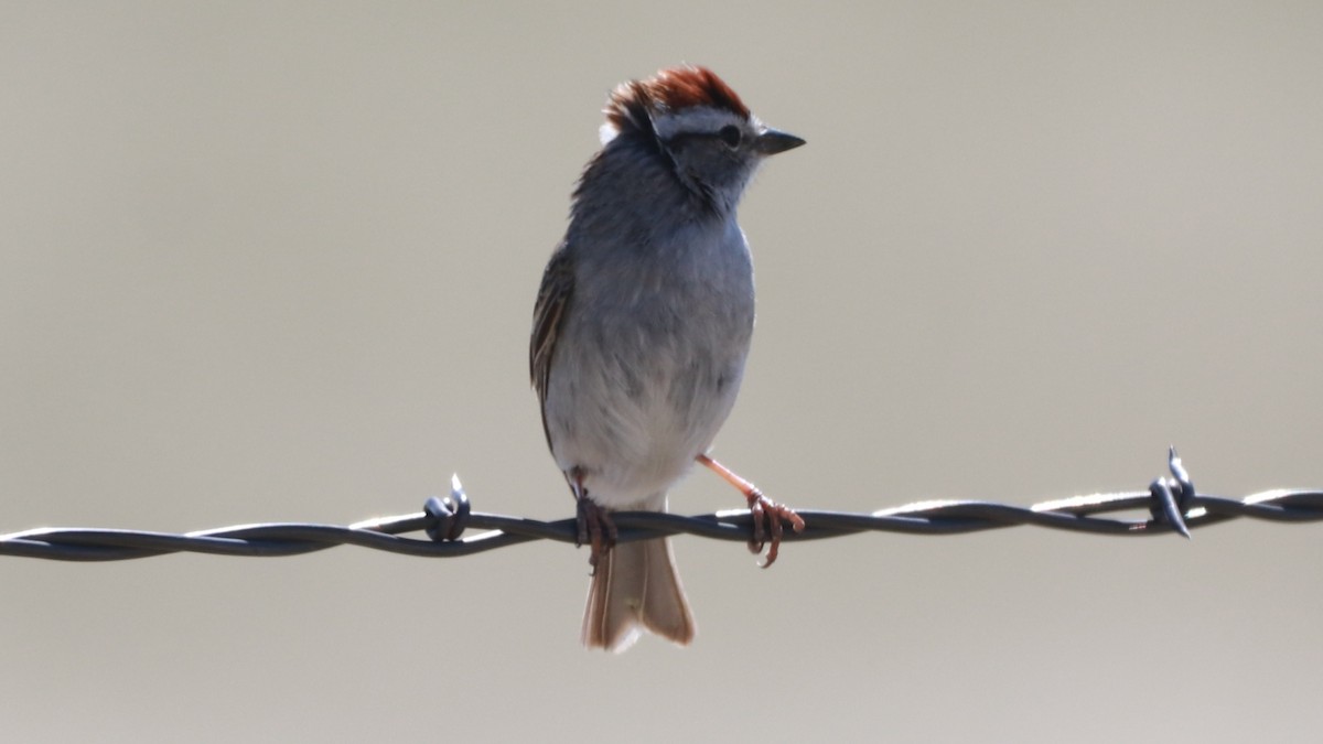 Chipping Sparrow - ML229420221