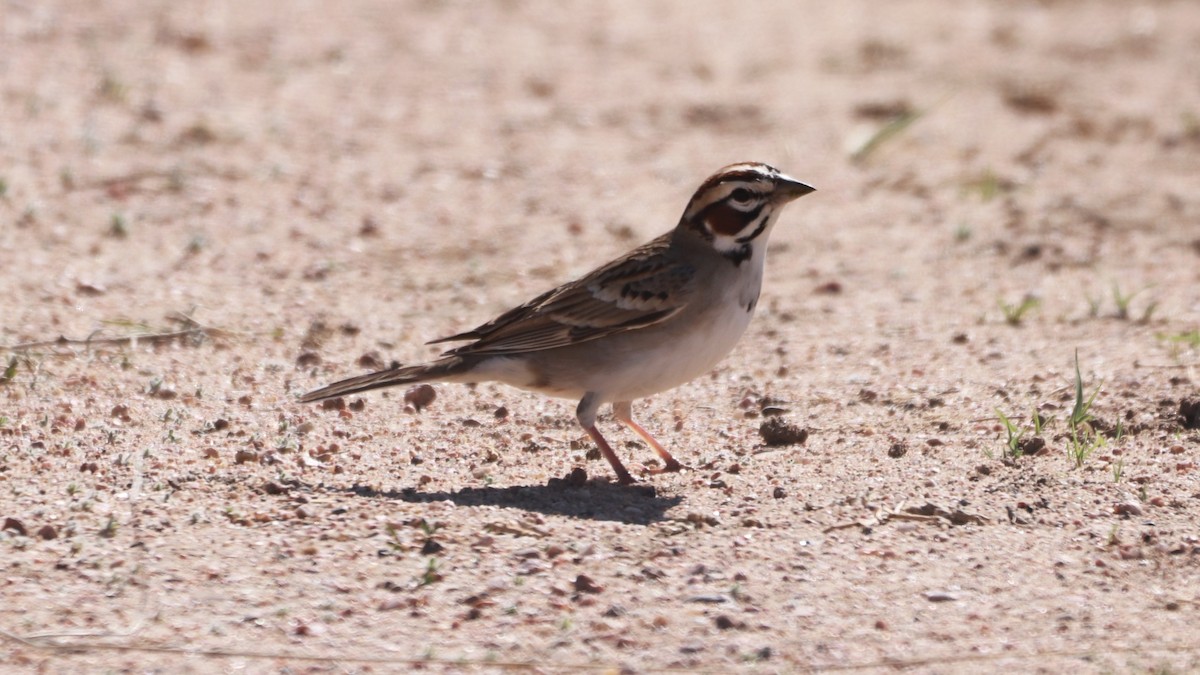Lark Sparrow - Bez Bezuidenhout