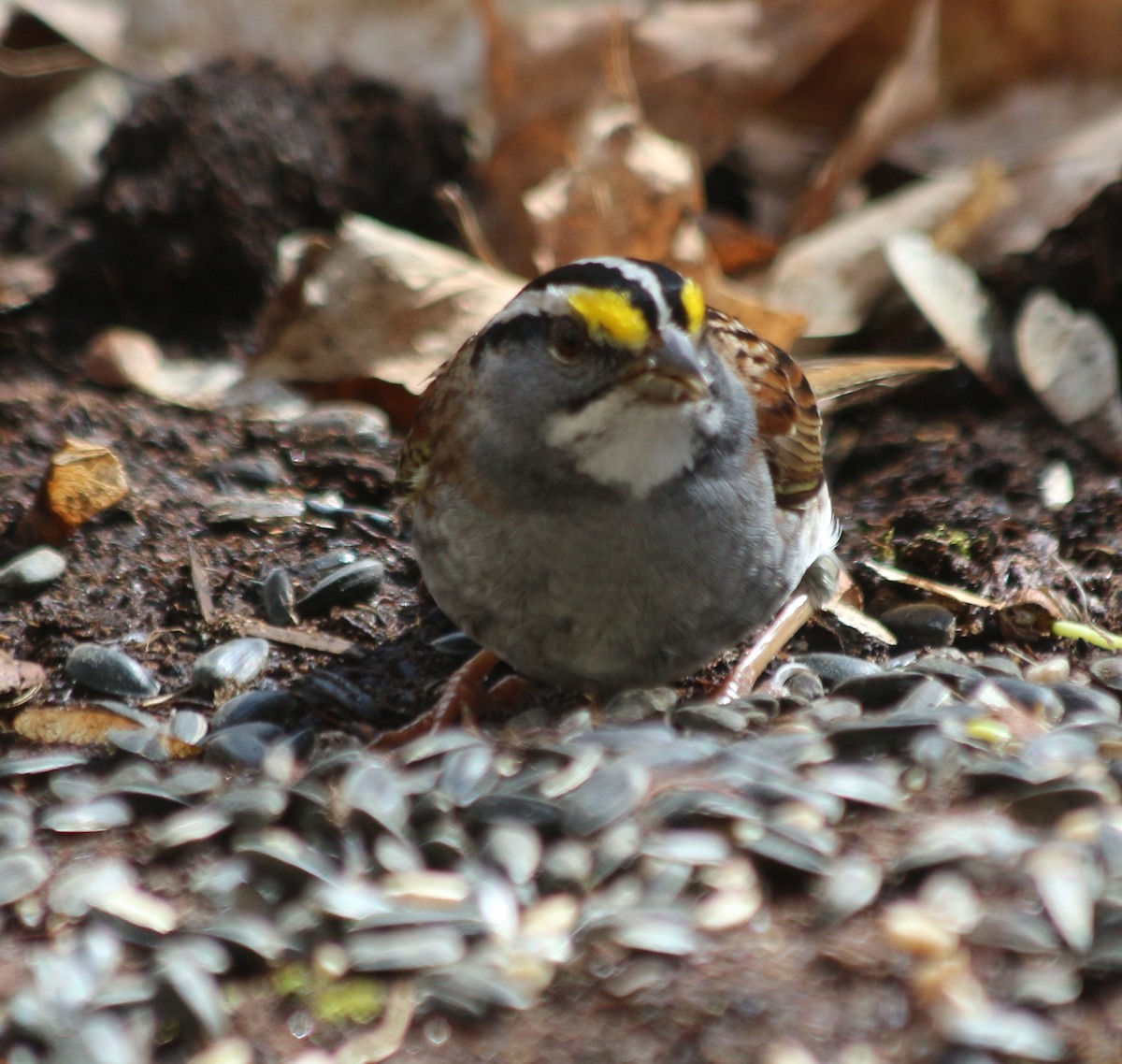 White-throated Sparrow - ML229421451