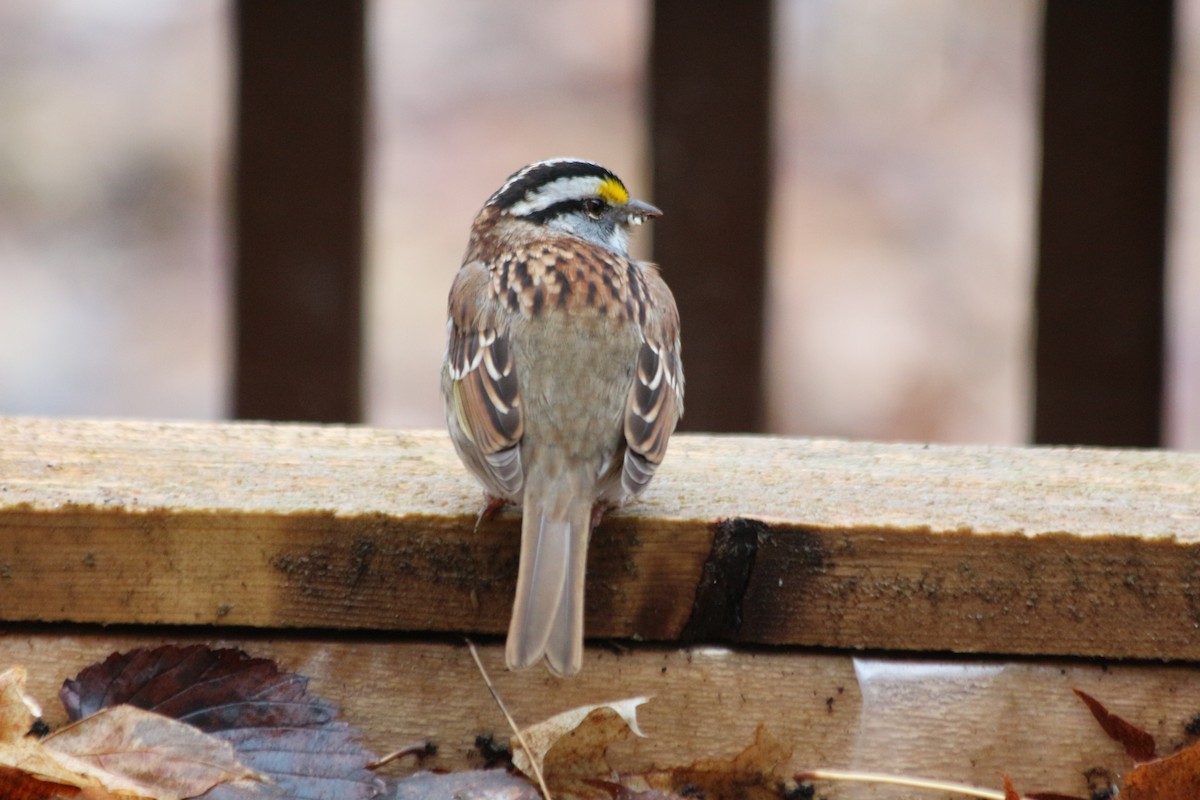 White-throated Sparrow - ML229422421