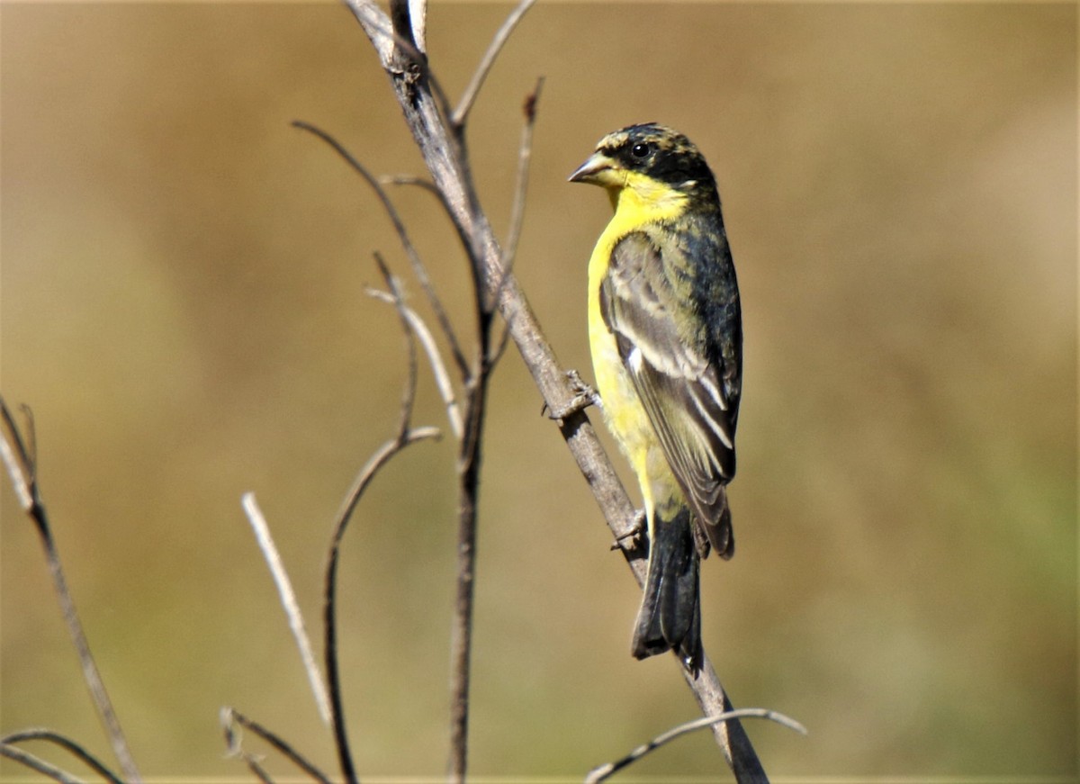 Lesser Goldfinch - Josue  de León Lux (Birding Guide) josuedeleonlux@gmail.com +502 3068 8988