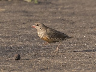 Quailfinch - eBird