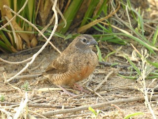 Quailfinch - eBird