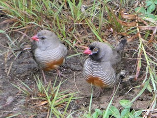 Male and female (Black-faced) - Graeme Spinks - ML229426241