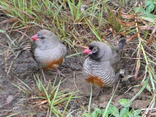 Quailfinch - eBird