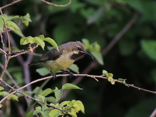 Молодая птица - Fikret Ataşalan - ML229429441