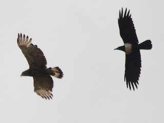 Adult (with Pied Crow) - John Mark Simmons - ML229430761