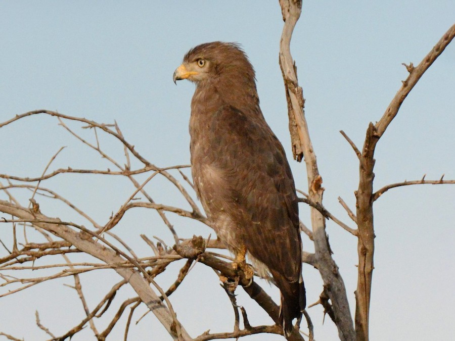 Banded Snake-Eagle - EBird