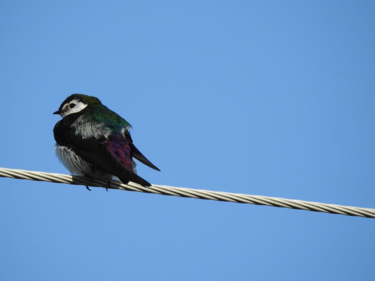 Violet-green Swallow - ML229432831