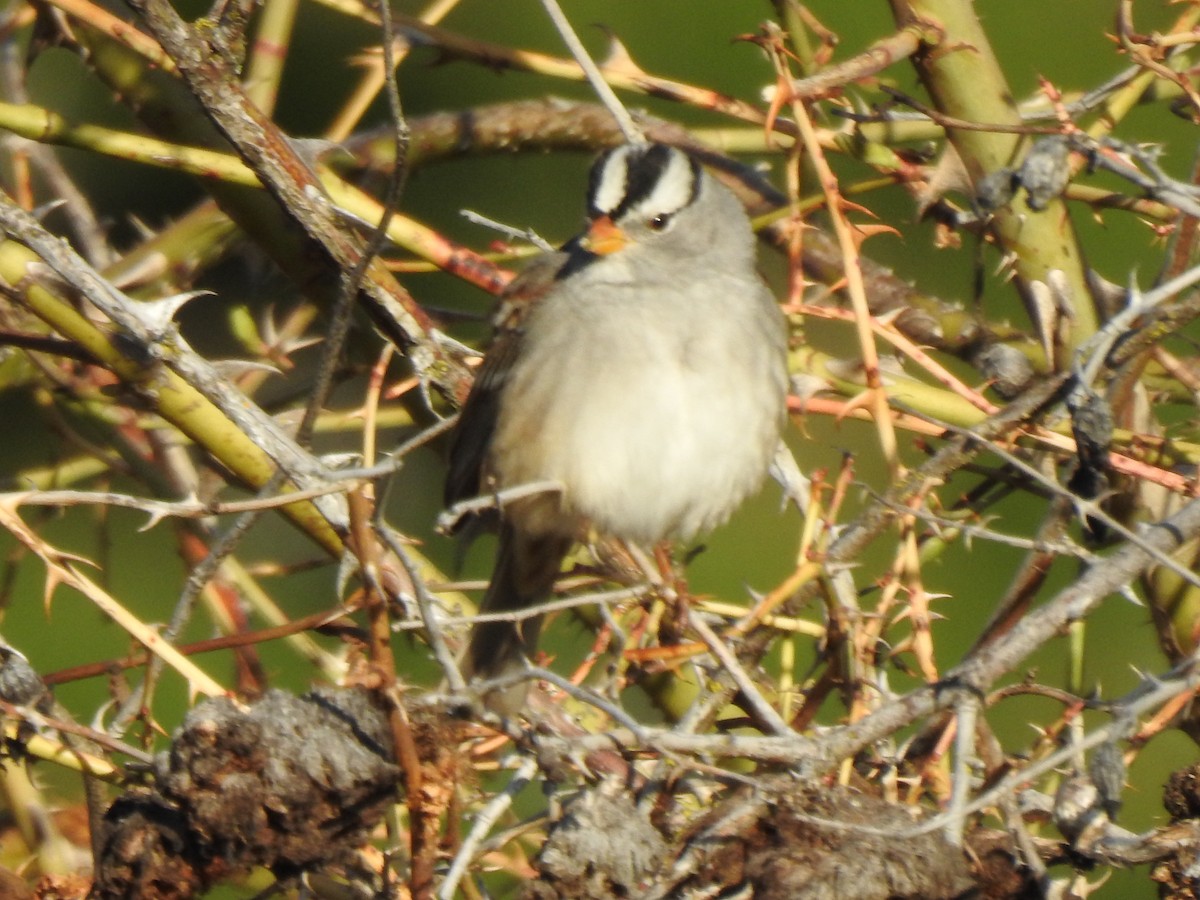 White-crowned Sparrow - Jim Walton