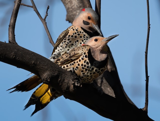 A flicker pair copulating. - Northern Flicker - 
