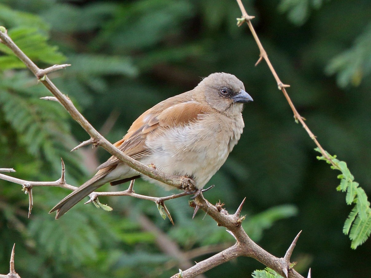 Northern Gray-headed Sparrow - Nigel Voaden