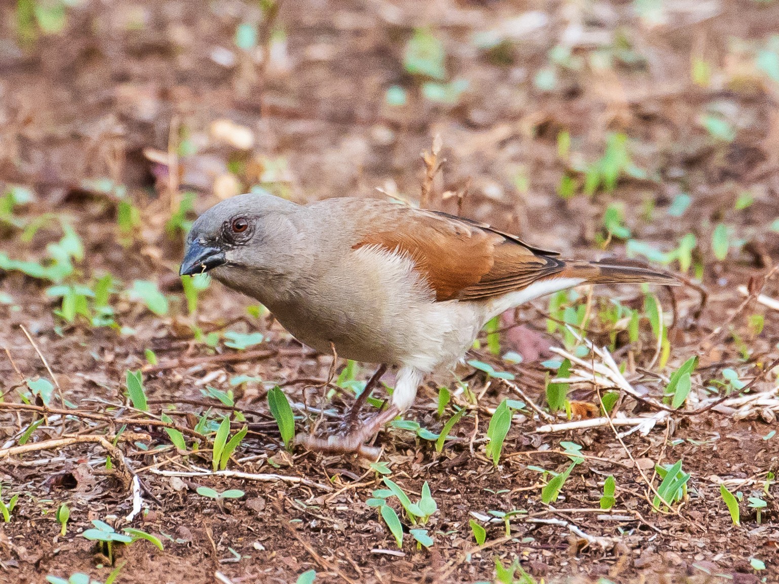 Northern Gray-headed Sparrow - graichen & recer