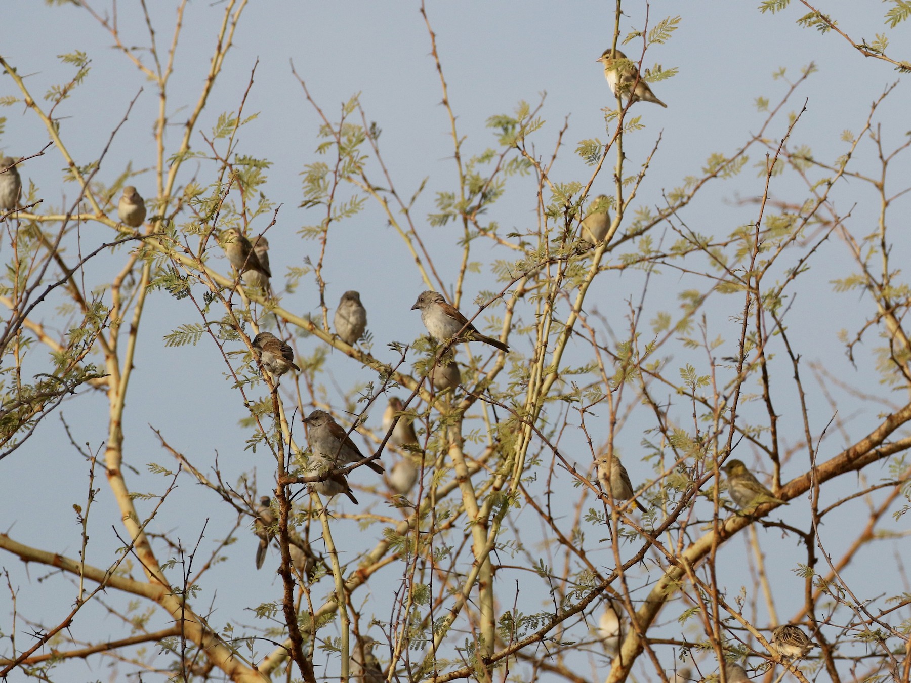 Northern Gray-headed Sparrow - Jay McGowan