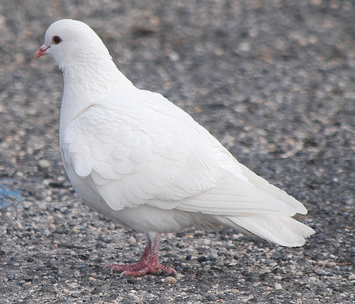 Rock Pigeon (Feral Pigeon) - ML22943511
