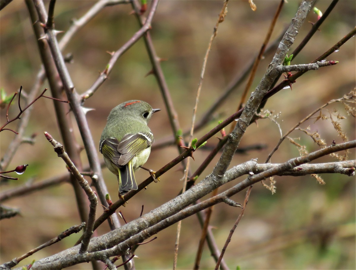 Ruby-crowned Kinglet - Kevin Topping
