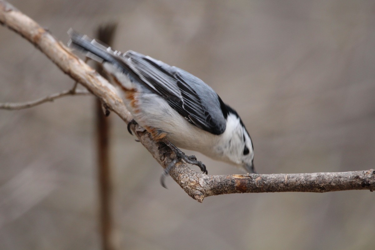 White-breasted Nuthatch - ML229443771