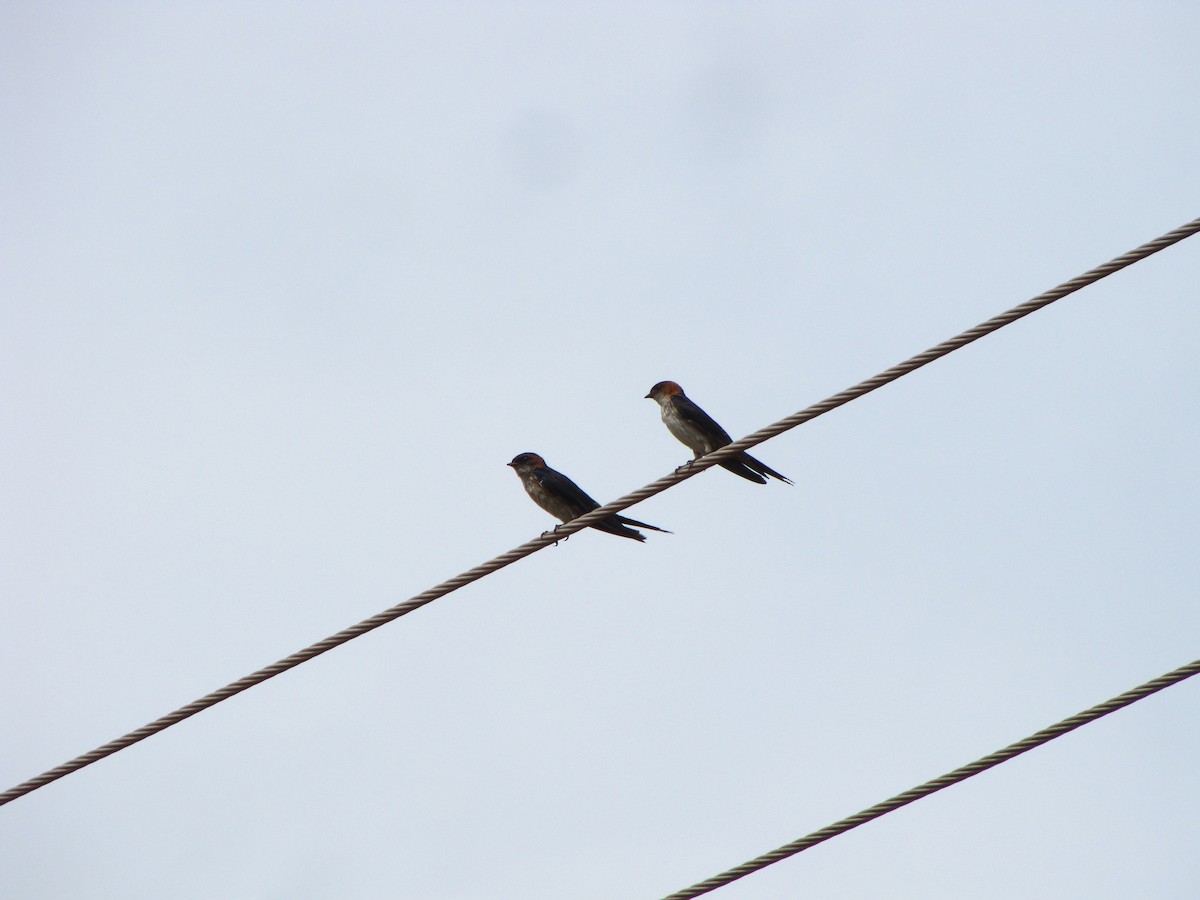 Red-rumped Swallow - Ramit Singal