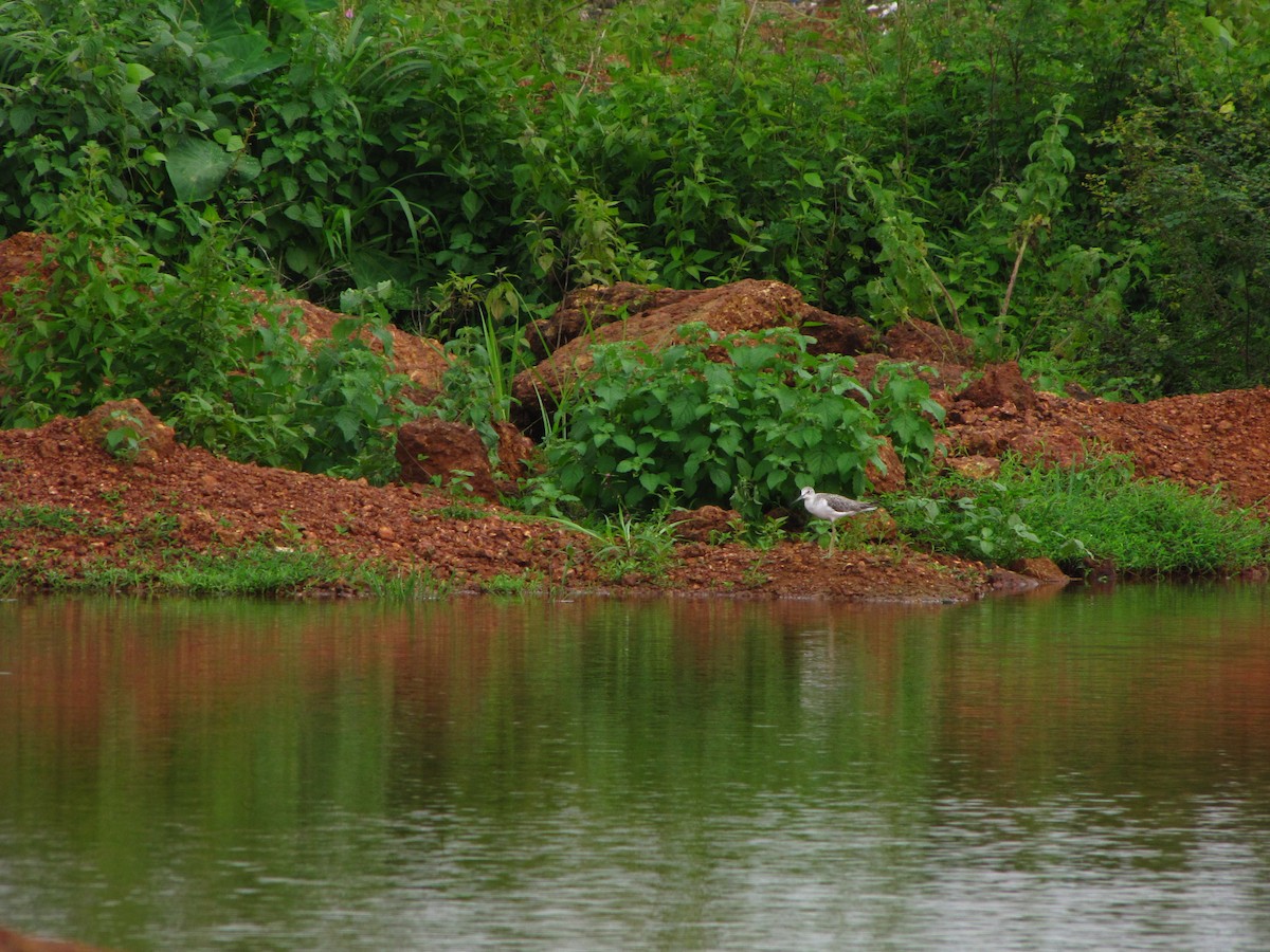 Common Greenshank - Ramit Singal